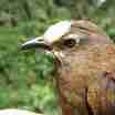 Wrens
